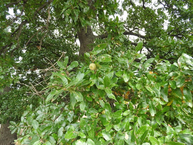 Quercus trojana, photographed by Francesco Cecere
