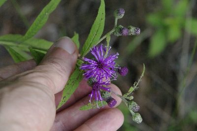 Vernonia missurica, photographed by Eric Knight