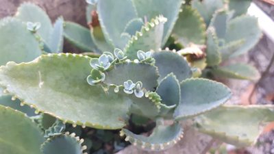 Kalanchoe laetivirens, photographed by Ong Jyh Seng