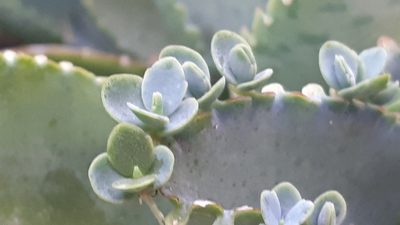 Kalanchoe laetivirens, photographed by Ong Jyh Seng