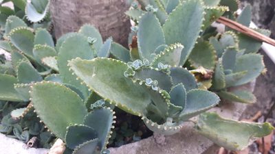 Kalanchoe laetivirens, photographed by Ong Jyh Seng