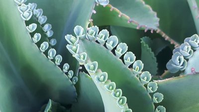 Kalanchoe laetivirens, photographed by Ong Jyh Seng