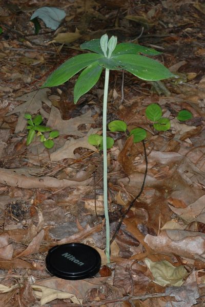 Isotria medeoloides, photographed by Douglas Goldman
