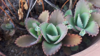 Kalanchoe laetivirens, photographed by Ong Jyh Seng