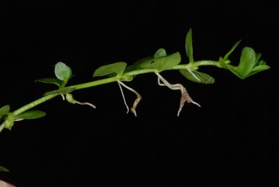 Micranthemum umbrosum, photographed by Douglas Goldman