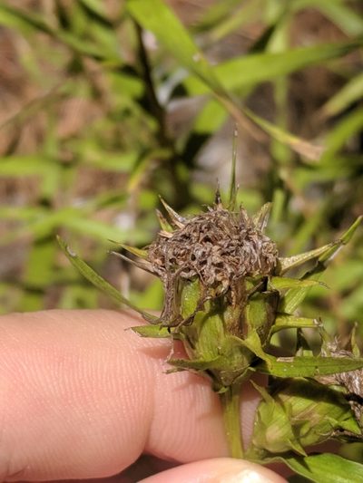 Liatris compacta, photographed by Eric Knight