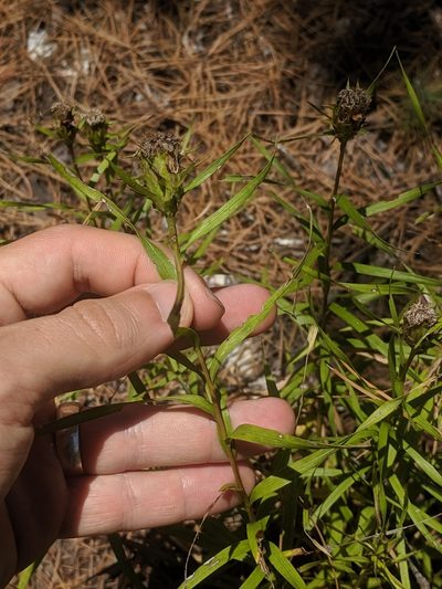 Liatris compacta, photographed by Eric Knight