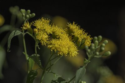 Pericome caudata, photographed by Craig Martin