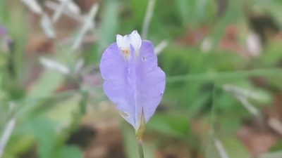 Burmannia coelestis, photographed by Ong Jyh Seng