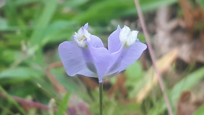 Burmannia coelestis, photographed by Ong Jyh Seng