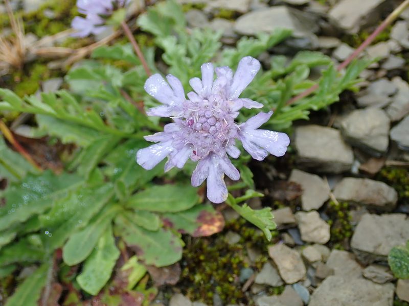 Scabiosa lacerifolia, photographed by Lin Scott