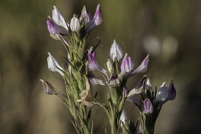 Orthocarpus purpureoalbus, photographed by Craig Martin