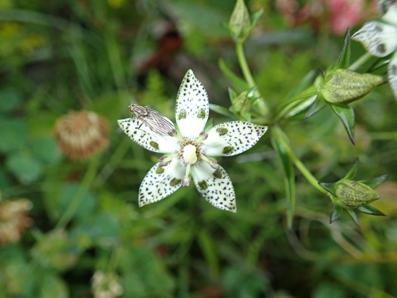Swertia tozanensis, photographed by Lin Scott
