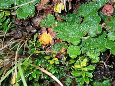 Rubus rolfei, photographed by Lin Scott