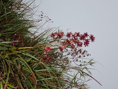 Veratrum formosanum, photographed by Lin Scott