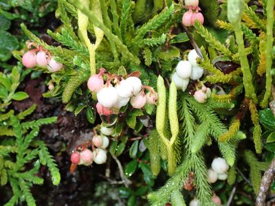 Gaultheria borneensis, photographed by Lin Scott