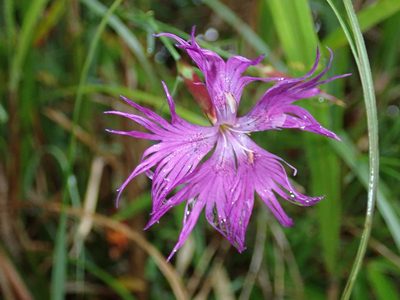Dianthus longicalyx, photographed by Lin Scott