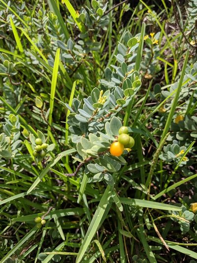 Wikstroemia uva-ursi, photographed by My-Lan Le