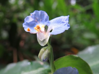 Commelina obliqua, photographed by Diogo Luiz