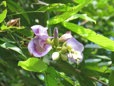 Clitoria fairchildiana, photographed by Diogo Luiz