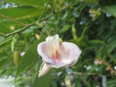 Clitoria fairchildiana, photographed by Diogo Luiz