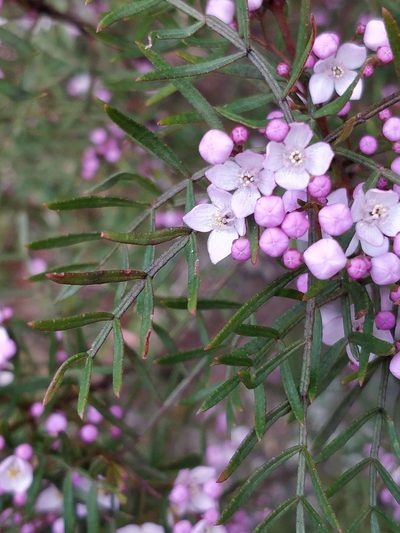 Boronia thujona, photographed by Will Cornwell