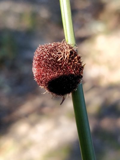 Chorizandra sphaerocephala, photographed by Will Cornwell