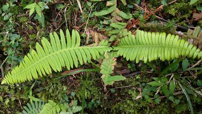 Spicantopsis niponica, photographed by Meng-Chi Hung