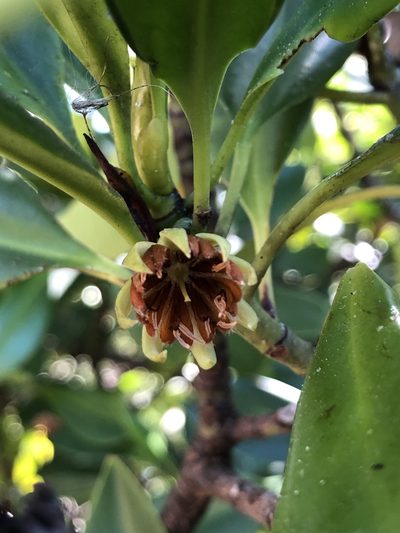 Bruguiera exaristata, photographed by elawrey
