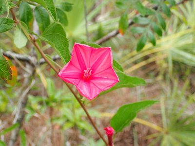 Ipomoea microdactyla, photographed by naokitakebayashi
