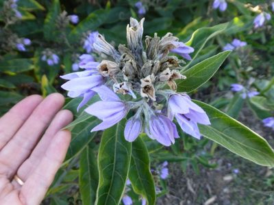Solanum lanceolatum, photographed by redrovertracy