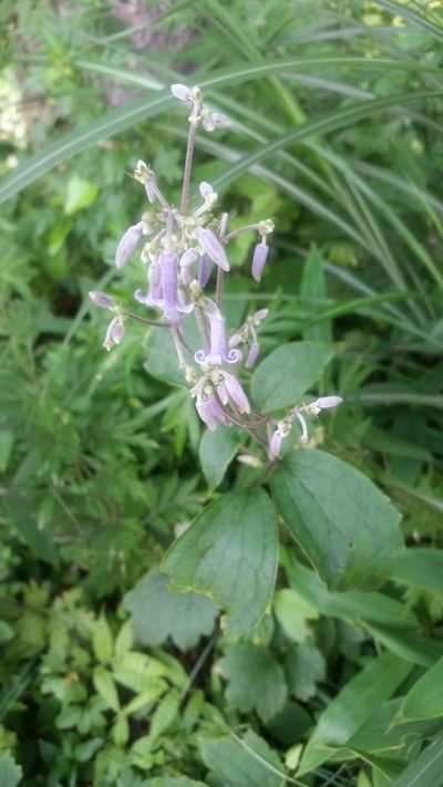 Clematis stans, photographed by Daniel J. Layton