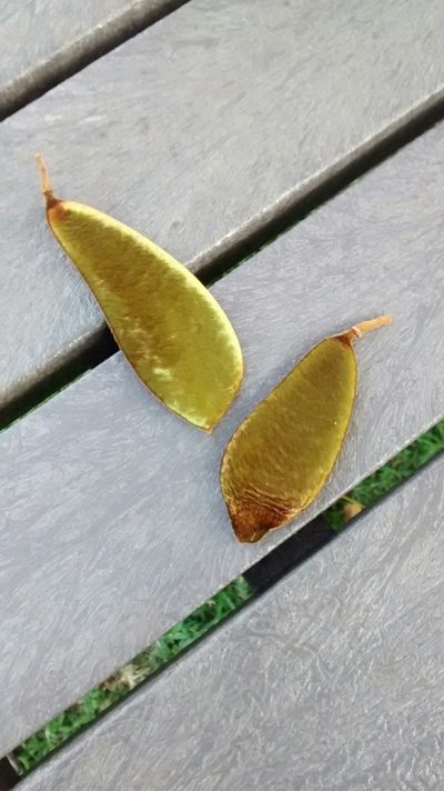 Baikiaea plurijuga, photographed by Daniel van der Post