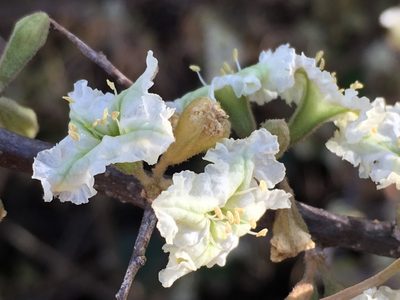 Phaeoptilum spinosum, photographed by Caroline Voget