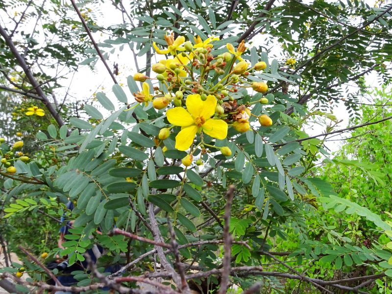 Senna montana, photographed by Ajit Ampalakkad