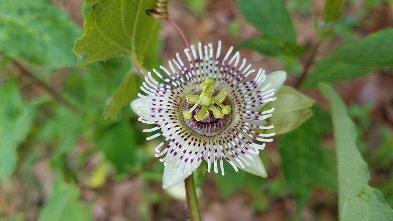 Passiflora exsudans, photographed by Alan Rockefeller