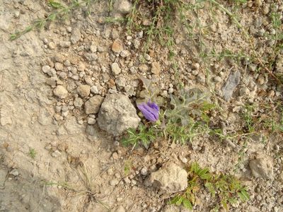 Solanum virginianum, photographed by Ajit Ampalakkad