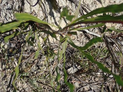 Conospermum longifolium, photographed by Thomas Mesaglio