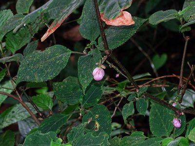 Strobilanthes heyneana, photographed by Ajit Ampalakkad