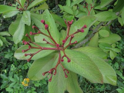 Euphorbia umbellata, photographed by Ajit Ampalakkad
