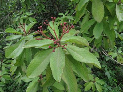 Euphorbia umbellata, photographed by Ajit Ampalakkad