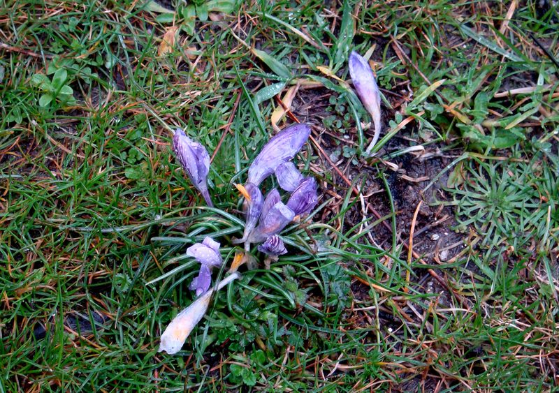 Crocus minimus, photographed by Peter de Lange