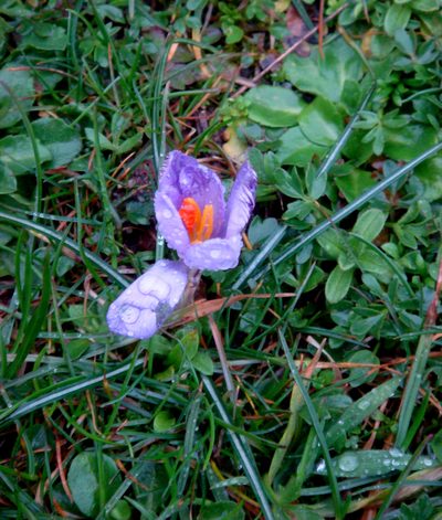 Crocus minimus, photographed by Peter de Lange