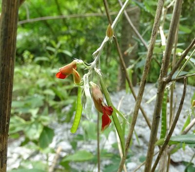 Tephrosia tinctoria, photographed by Ajit Ampalakkad