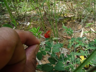 Tephrosia tinctoria, photographed by Ajit Ampalakkad