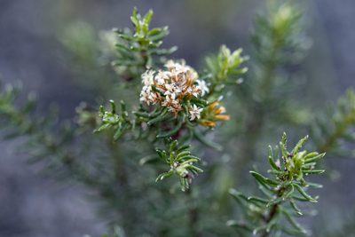 Stoebe cyathuloides, photographed by magriet b