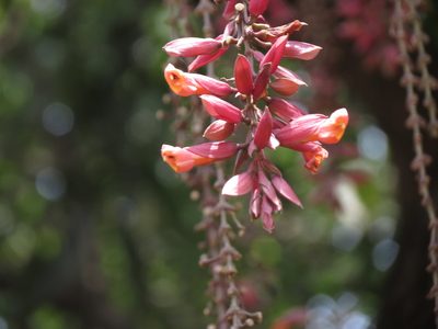 Thunbergia coccinea, photographed by Ajit Ampalakkad