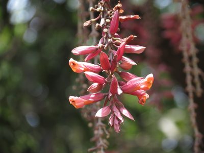 Thunbergia coccinea, photographed by Ajit Ampalakkad
