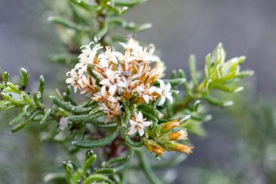 Stoebe cyathuloides, photographed by magriet b