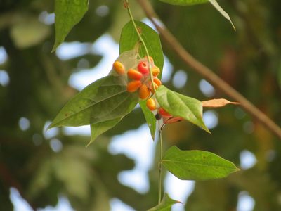 Tiliacora acuminata, photographed by Ajit Ampalakkad